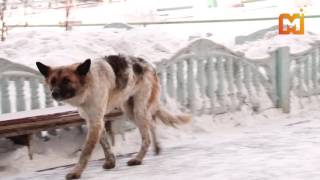 Новокузнечане ссорятся из-за будки для бродячей собаки