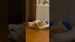 Когда ты маленький, но очень уверенный в себе. #shorts #pets #dog #puppy #love #goldenretriever