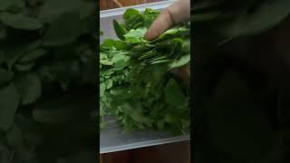 Super food ,Mooringa leaves, Drumsticks leaves,