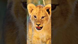 Adorable Lion Cub #wildlife #youtubeshorts #lioncub