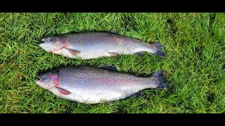 Rockbourne trout fishery, A very nice 7lb+ rainbow. lots off hard fighting trout, great days fishing