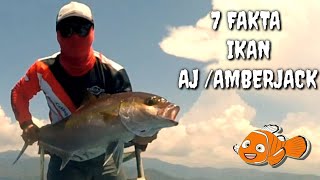 Enam  (6) Fakta Ikan AJ /  Amberjack