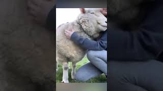 Please Subscribe!! Cutest Funny Baby Goats🥰🥰 Video Compilation #goat #farmlife #funnybabyanimals