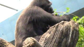 Gorilla at feeding time