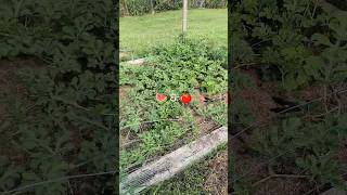 Watermelon and tomatoes