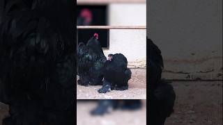 Have you seen a black chicken before🖤 #chicken #wildlife #backyardchickens #shorts