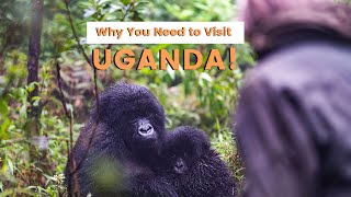 Discover the Magic of Uganda: 5 Reasons Why You Should Pack Your Bags - Travel Video