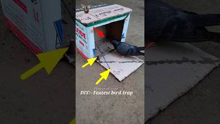 Pigeon trap | Bird trap | Easy bird trap that Work 100% #shorts