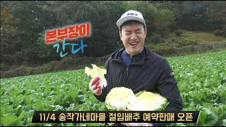 [본부장이 간다] GAP인증 송작가네마을 절임배추 예약판매 (11/14~15부터 발송)