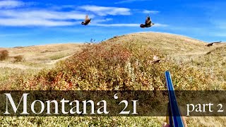 Montana 2021 part 2- Sharptails and Partridge!