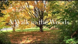 A Walk in the Woods