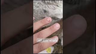 كانو الغنمات ضايعين ولما لاقهن ابني اخد تلفون وصورلي كرمال اطمن بس في غنمة منن مجرحة🧿