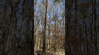 Congaree National Park - Boardwalk Trail - Vid 2