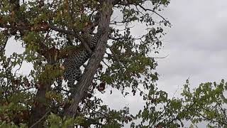 Famiglia di leopardi al Parco Etosha. Leopard family in Etosha National Park