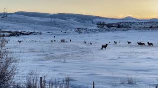 Elk at sunset with red-winged blackbird murmuration in Lander, Wyoming