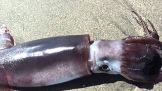 'Breathing' Beached Humboldt Squid