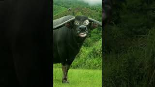 Buffalo joking for children