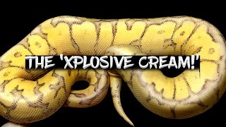 The Extremely Rare 'Xplosive Cream' Ball Python!