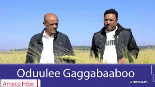 AMECO HIBIR: Oduulee Gaggabaaboo 26/02/2017