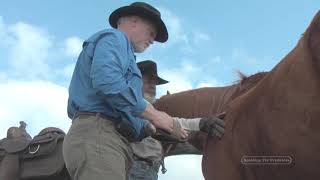 Learn To Ride Horses with Horseman Lester Buckley, Horse Grooming