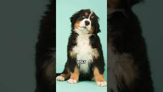 Why Bernese Mountain Dogs Are So Popular