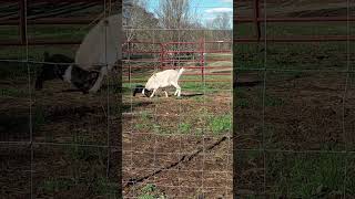 Goats Playing