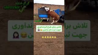 وطنم my country  🤣🤣🤣 #motivation #funny #خنده #viral #trending #movie #فان #grill