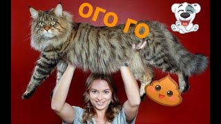 ДО СЛЁЗ СМЕШНЫЕ ПРИКОЛЫ 2018/ПРИКОЛЫ ПРО ЖИВОТНЫХ 2018/СМЕШНЫЕ ПРИКОЛЫ С ЖИВОТНЫМИ 2018