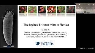 New Mites Affecting South Florida Fruit Crops