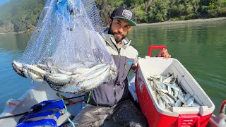 HUNDREDS of Herring Caught and Cooked for a Non-Bait EATER