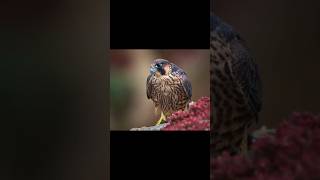 Peregrine Falcon mid air food transfer #birdsofprey #falcon #shorts #nature #subscribe #nature