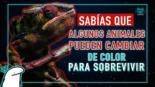 Descubre el SECRETO de ANIMALES que tienen el PODER DE CAMBIAR DE COLOR | CAMALEONICO MUNDO ANINAL