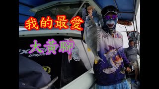 【香港釣魚】我的最愛~~~大黃腳