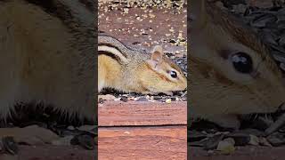 CHIPPY #chipmunk