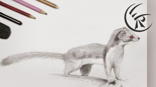 Drawing "Weasel" ►► Timelapse