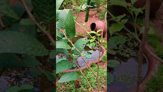 My garden #kinkz_Lifestyle #youtubeshorts #plant #floweringplant #kerala #nature #gardeningvideos