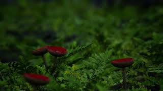 forest with mushrooms made in Unreal Engine 5