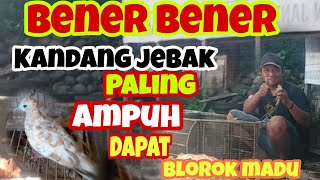 Kandang Jebak Burung Paling ampuh..!!||Sangkar pikat perkutut||Burung Perkutut Blorok Madu