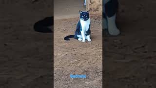 🐱BELO GATINHO 🐱 #shorts #youtubeshorts #pets #cat #funny