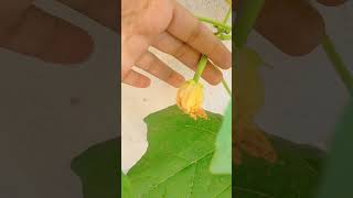 Beautiful Cucumber Plant in Garden