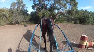 Driving Sid Solo!  First Time Driving My Standardbred On My Own.