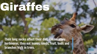 Giraffe - Meet Your World - Learn about Giraffes