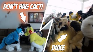 Die 5 besten FURRY-MUSIKVIDEOS | Akeblaa