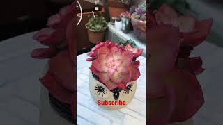 Echeveria Novel | My Succulent Collection #succulentlover