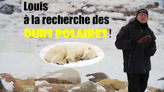 À la recherche des ours polaires de Churchill, Manitoba