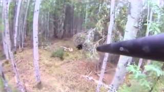 Видео охота на медведя Bear hunting   YouTube