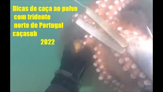 Octopus hunting Dicas pescasub aos polvos com tridente caçasub