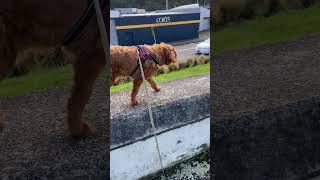 WALKING WITH MY DOG #cavoodle #whiskydcavoodle #cavapoodog