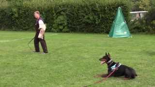 Bernhard flinks schutzhund seminar with dobermann david von hunnoterra part 2