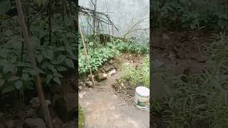 Syukurlah, terlihat hasil karya kebun mini tumbu subur